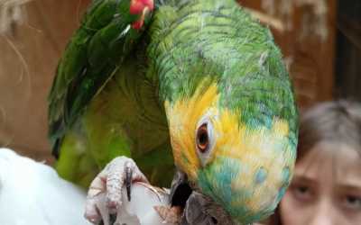 Obóz młodzieżowy, Jastrzębia Góra - obóz Full Time z wycieczkami OW Diuna, 10 dni 9-14 lat